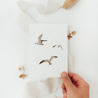 Postkarte Möwen - A6