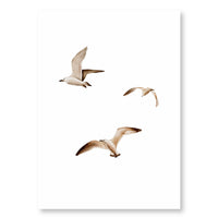 Postkarte Möwen - A6