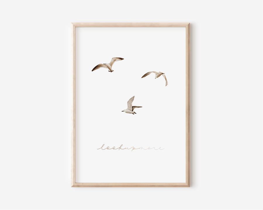 Poster - Möwen - A4 oder A3