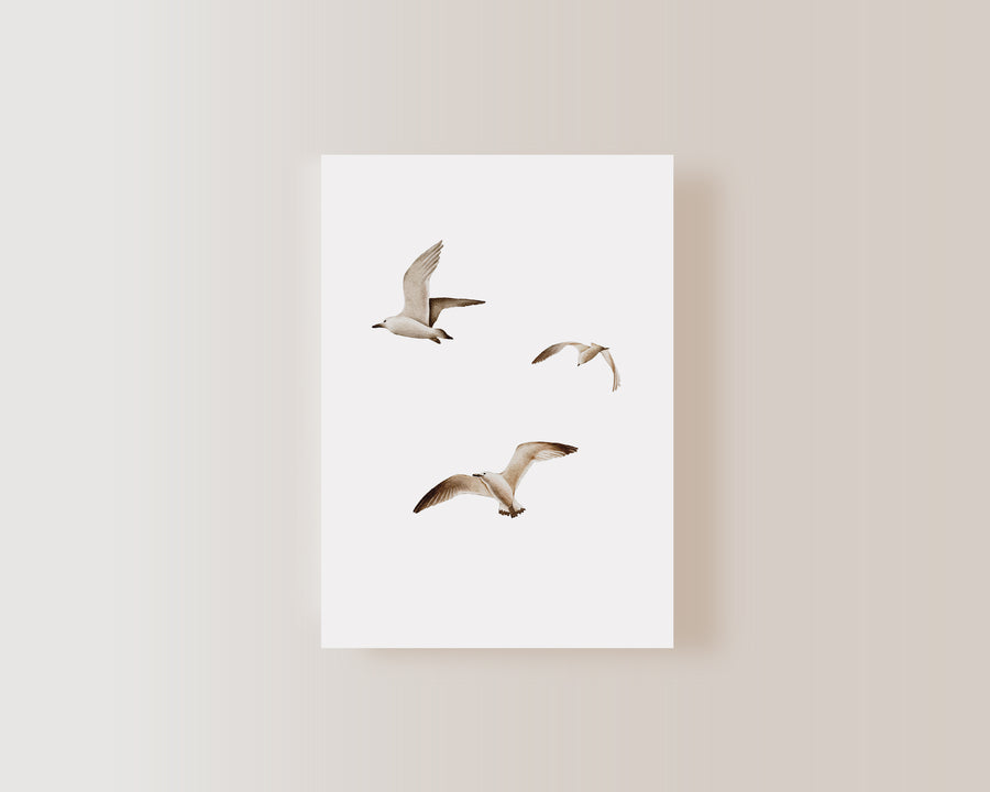 Postkarte Möwen - A6
